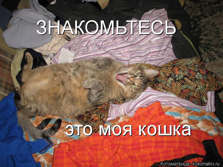 ЗНАКОМЬТЕСЬ это моя кошка... Котоматрица: ЗНАКОМЬТЕСЬ это моя кошка