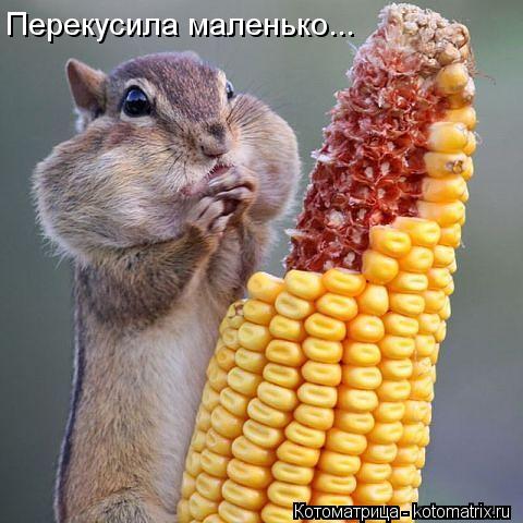 Котоматрица: Перекусила маленько...