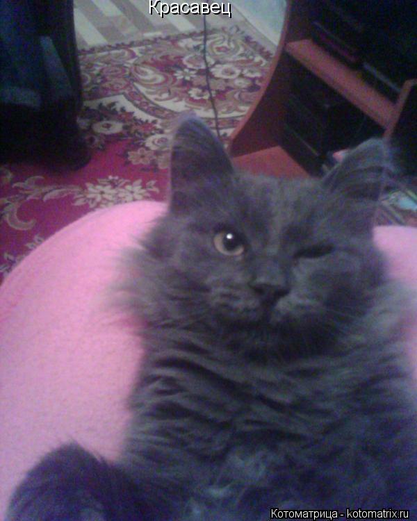 Котоматрица: Красавец