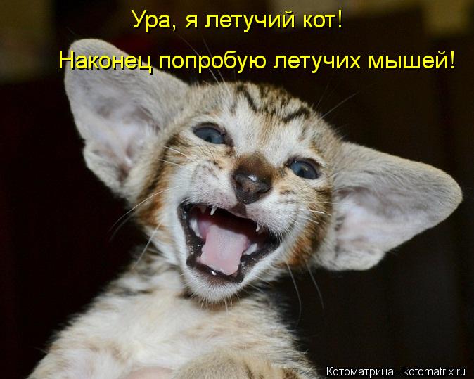 Котоматрица: Ура, я летучий кот! Наконец попробую летучих мышей!