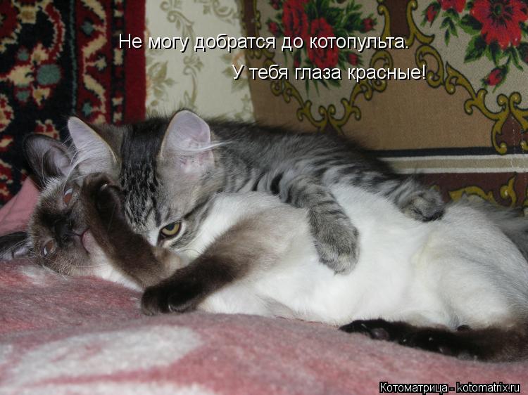 Котоматрица: Не могу добратся до котопульта. У тебя глаза красные!