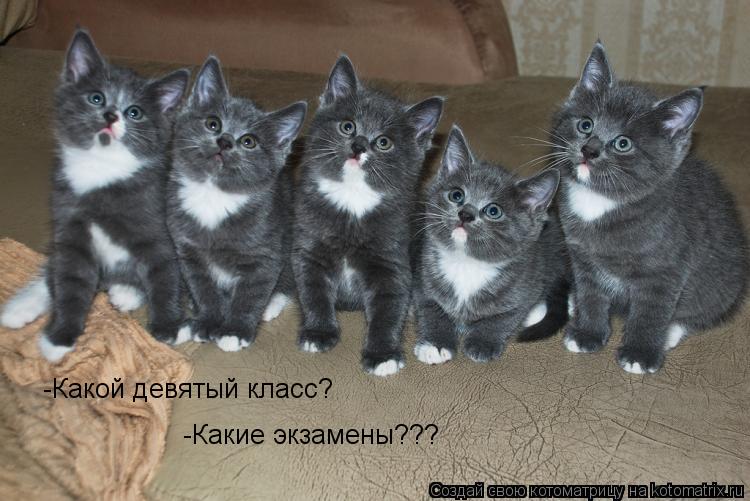 Котоматрица: -Какие экзамены??? -Какой девятый класс?