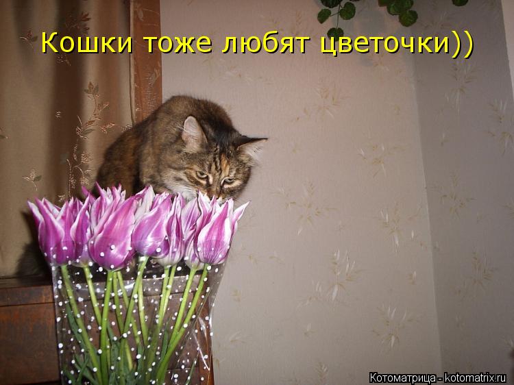 Котоматрица: Кошки тоже любят цветочки))