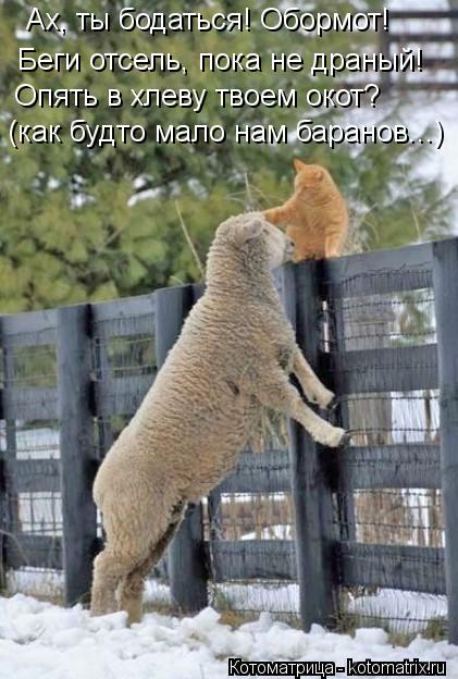 Котоматрица: Ах, ты бодаться! Обормот! (как будто мало нам баранов...) Беги отсель, пока не драный! Опять в хлеву твоем окот?