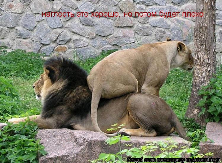 Котоматрица: наглость это хорошо, но потом будет плохо