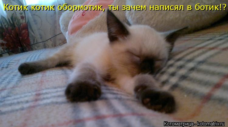 Котоматрица: Котик котик обормотик, ты зачем написял в ботик!?