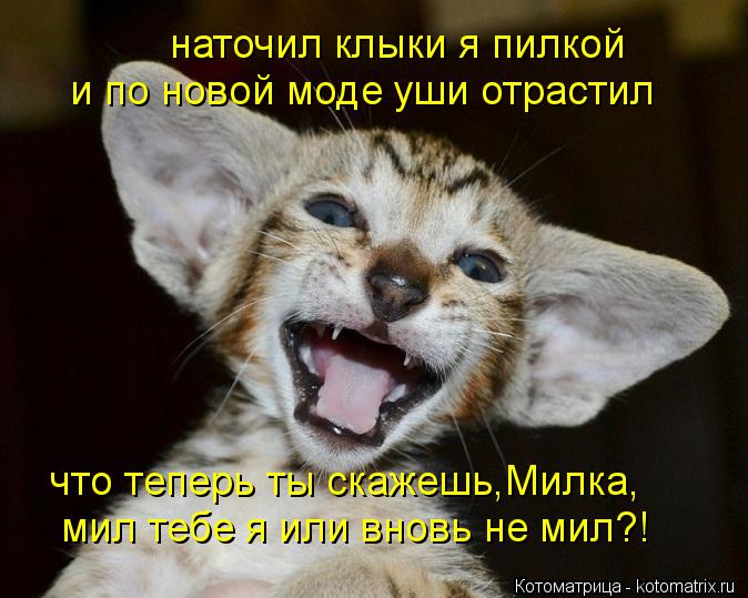 Котоматрица: наточил клыки я пилкой и по новой моде уши отрастил что теперь ты скажешь Милка, мил тебе я или вновь не мил?! ,