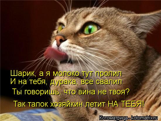 Котоматрица: Шарик, а я молоко тут пролил И на тебя, дурака, все свалил. Ты говоришь, что вина не твоя? Так тапок хозяйкин летит НА ТЕБЯ!