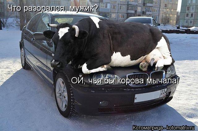 Что разорался, мужик? ОЙ, чья бы корова мычала!... Котоматрица: Что разорался, мужик? ОЙ, чья бы корова мычала!