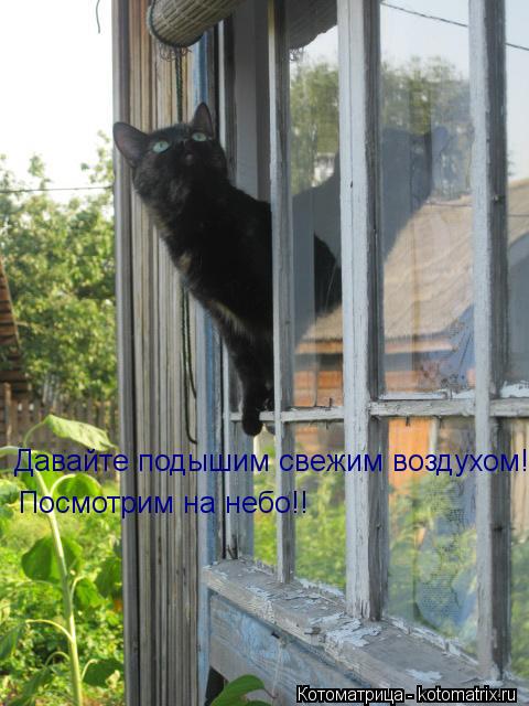 Котоматрица: Давайте подышим свежим воздухом!  Посмотрим на небо!!