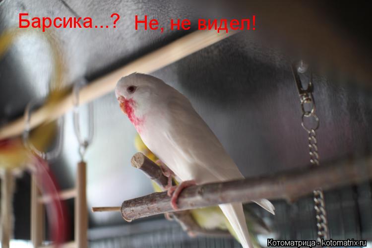 Котоматрица: Барсика...? Барсика...? Не, не видел!