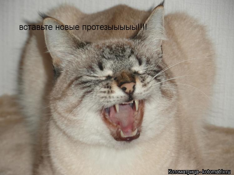 вставьте новые протезыыыыы!!!!... Котоматрица: вставьте новые протезыыыыы!!!!