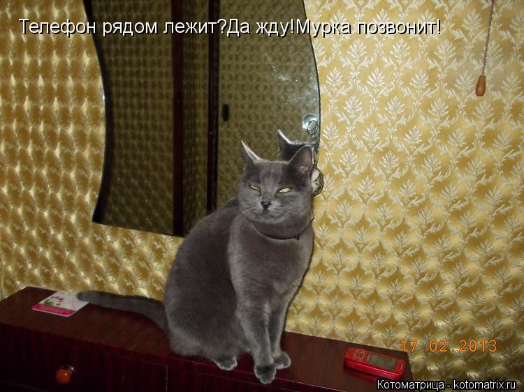 Котоматрица: Телефон рядом лежит?Да жду!Мурка позвонит!