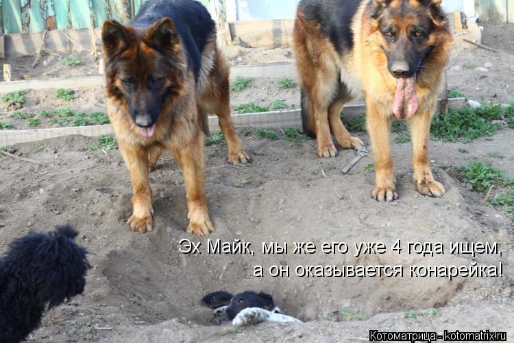 Эх Майк, мы же его уже 4 года ищем, а он оказывается конарейка!... Котоматрица: Эх Майк, мы же его уже 4 года ищем, а он оказывается конарейка!