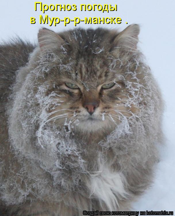 Прогноз погоды в Мур-р-р-манске .... Котоматрица: Прогноз погоды в Мур-р-р-манске .