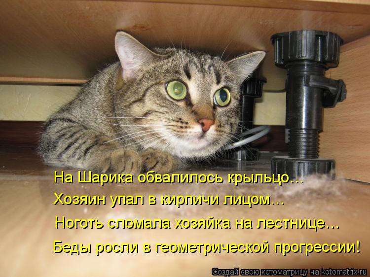 На Шарика обвалилось крыльцо… Хозяин упал в кирпичи лицом… Ноготь сломала хозяйка на лестнице… Беды р... Котоматрица: На Шарика обвалилось крыльцо… Хозяин упал в кирпичи лицом… Ноготь сломала хозяйка на лестнице… Беды росли в геометрической прогрессии!