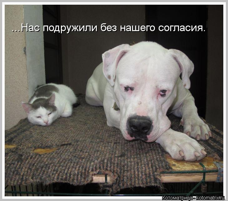 ...Нас подружили без нашего согласия.... Котоматрица: ...Нас подружили без нашего согласия.
