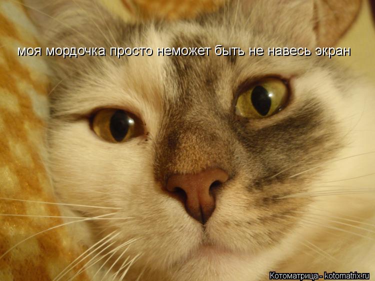 Котоматрица: моя мордочка просто неможет быть не навесь экран
