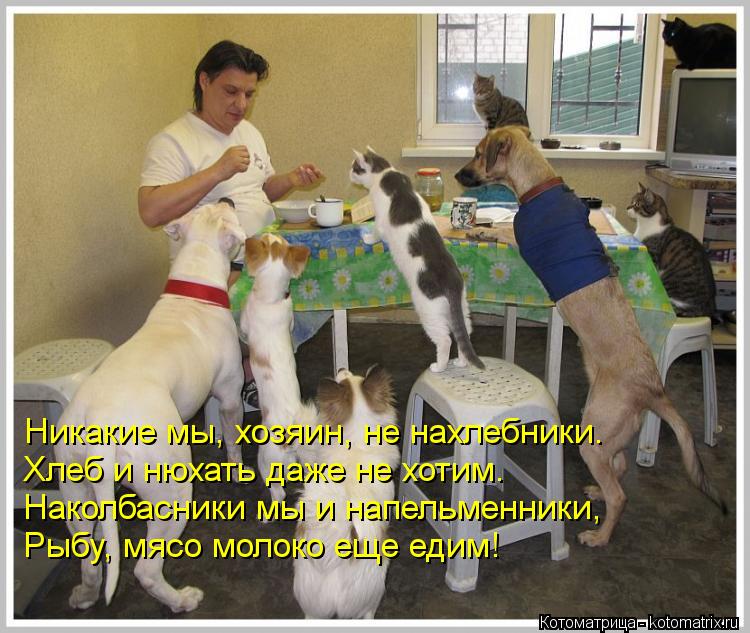 Никакие мы, хозяин, не нахлебники. Хлеб и нюхать даже не хотим. Наколбасники мы и напельменники, Р... Котоматрица: Никакие мы, хозяин, не нахлебники. Хлеб и нюхать даже не хотим. Наколбасники мы и напельменники, Рыбу, мясо молоко еще едим!