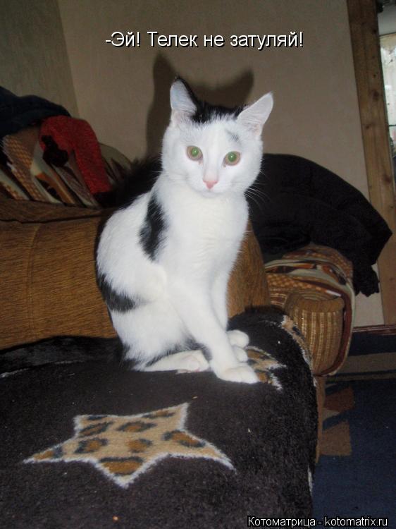 Котоматрица: -Эй! Телек не затуляй!