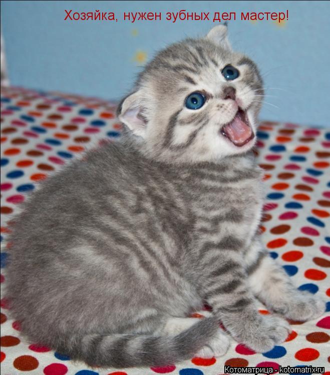 Хозяйка, нужен зубных дел мастер!... Котоматрица: Хозяйка, нужен зубных дел мастер!