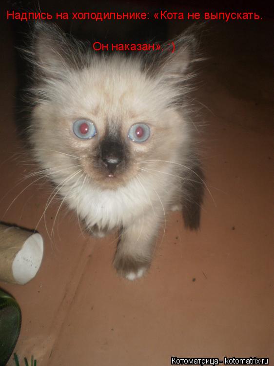 Надпись на холодильнике: «Кота не выпускать. Он наказан». :)... Котоматрица: Надпись на холодильнике: «Кота не выпускать. Он наказан». :)