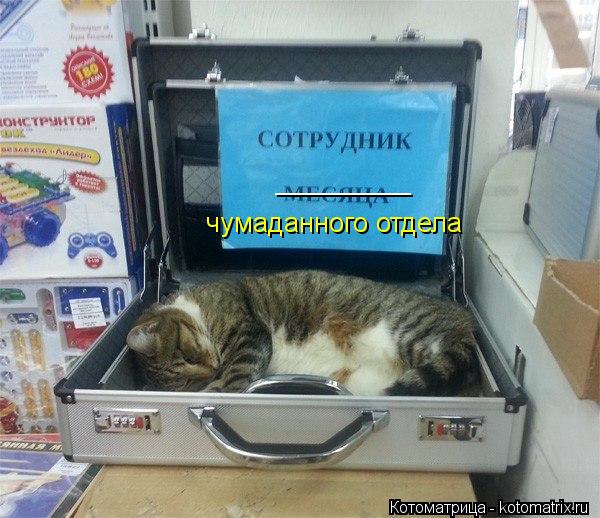 Котоматрица: _________ чумаданного отдела