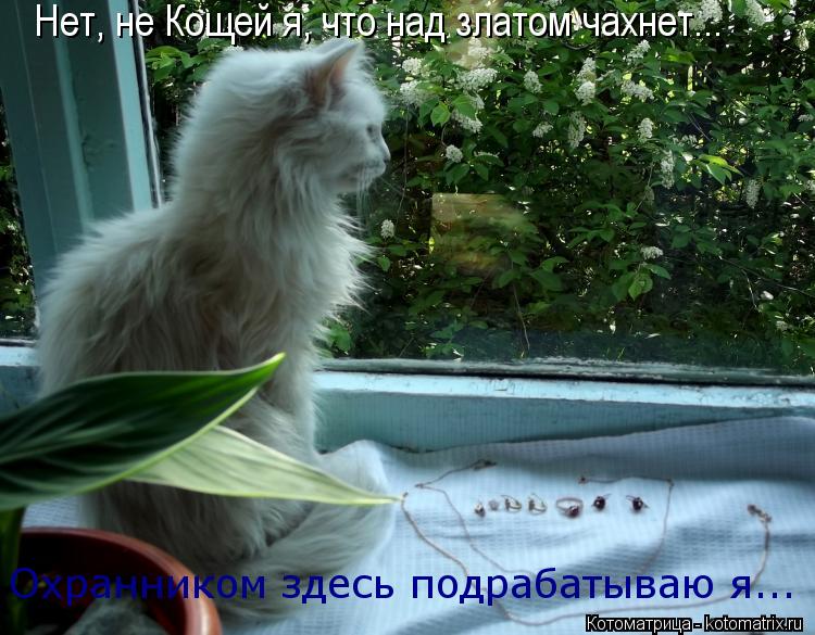 Нет, не Кощей я, что над златом чахнет... Охранником здесь подрабатываю я...... Котоматрица: Нет, не Кощей я, что над златом чахнет... Охранником здесь подрабатываю я...