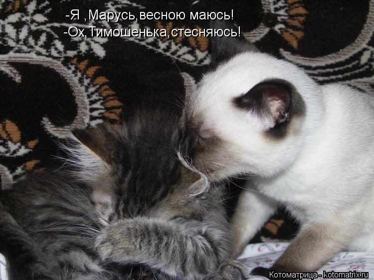 Котоматрица: -Я ,Марусь,весною маюсь! -Ох,Тимошенька,стесняюсь!