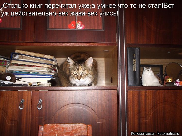 Котоматрица: -Столько книг перечитал уже,а умнее что-то не стал!Вот уж действительно-век живи-век учись!