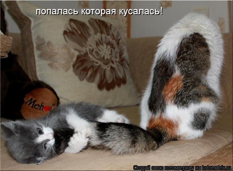 Котоматрица: попалась которая кусалась!