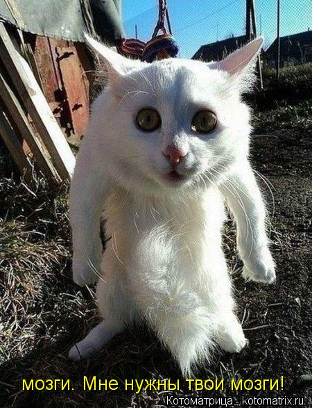 Котоматрица: мозги. Мне нужны твои мозги!