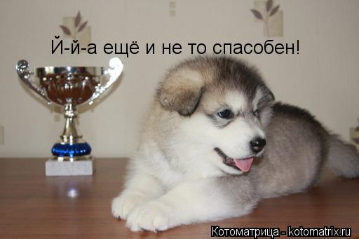 Й-й-а ещё и не то спасобен!... Котоматрица: Й-й-а ещё и не то спасобен!