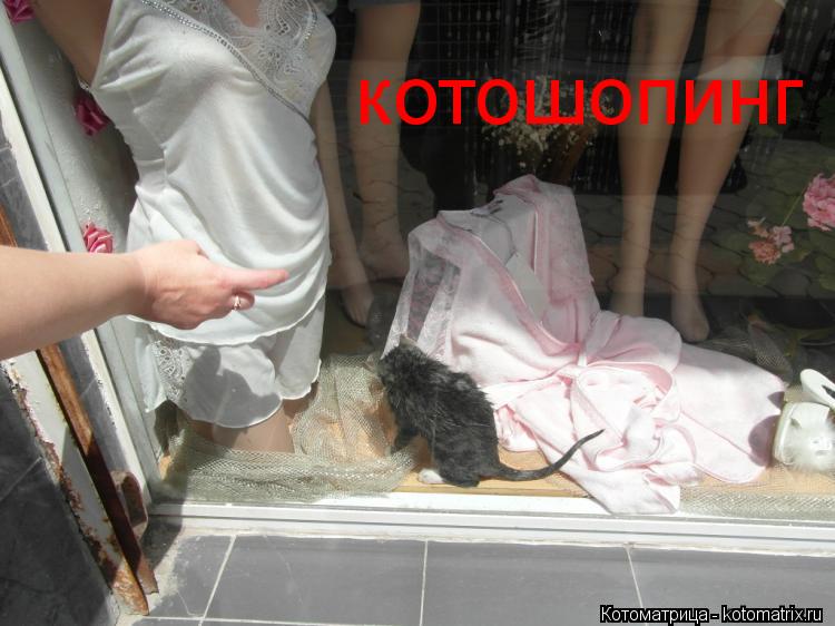 котошопинг... Котоматрица: котошопинг