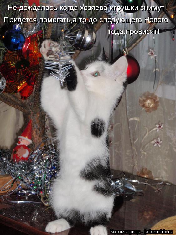 Котоматрица: Не дождалась когда хозяева игрушки снимут! Придется помогать,а то до следующего Нового  года провисят!