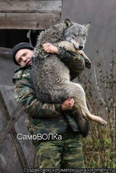 Котоматрица: СамоВОЛКа