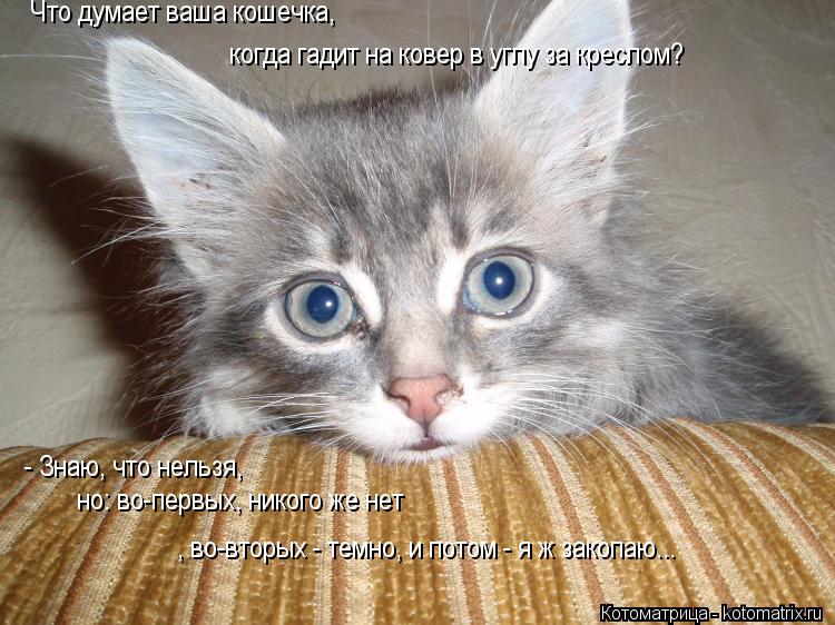Что думает ваша кошечка, когда гадит на ковер в углу за креслом? - Знаю, что нельзя, но: во-первых,... Котоматрица: Что думает ваша кошечка, когда гадит на ковер в углу за креслом? - Знаю, что нельзя, но: во-первых, никого же нет , во-вторых - темно, и потом - я