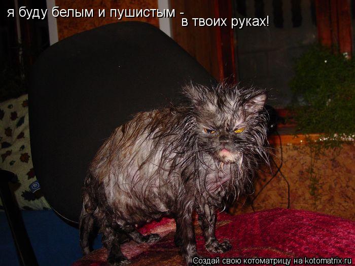 Котоматрица: я буду белым и пушистым - в твоих руках!