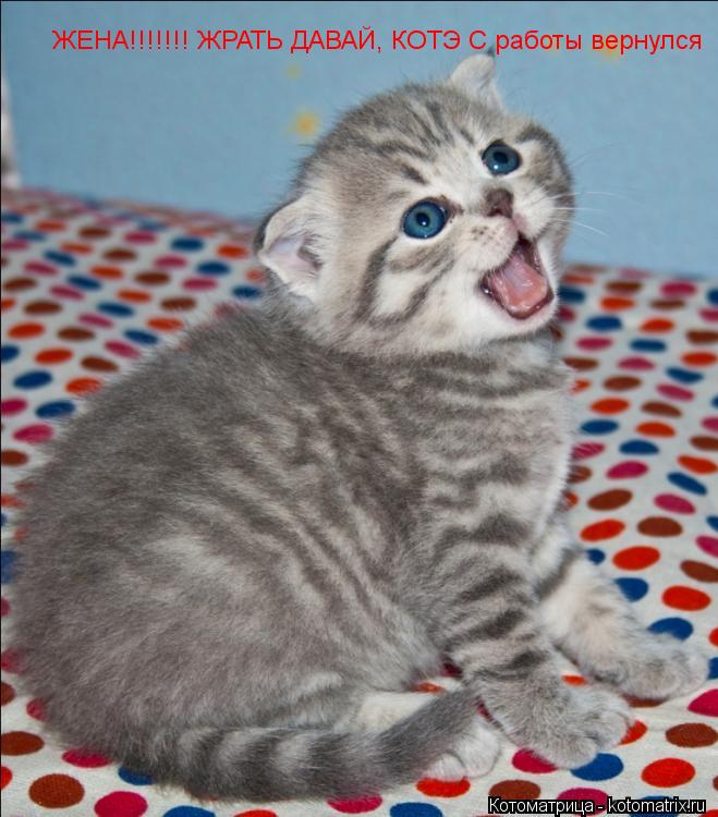 Котоматрица: ЖЕНА!!!!!!! ЖРАТЬ ДАВАЙ, КОТЭ С работы вернулся