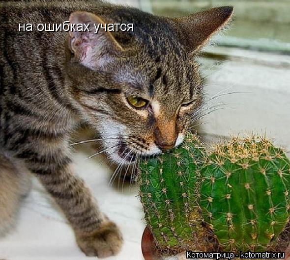 Котоматрица: на ошибках учатся