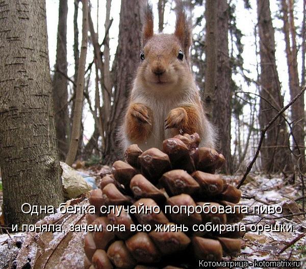 Котоматрица: Одна белка случайно попробовала пиво и поняла, зачем она всю жизнь собирала орешки.