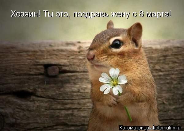Хозяин! Ты это, поздравь жену с 8 марта!... Котоматрица: Хозяин! Ты это, поздравь жену с 8 марта!