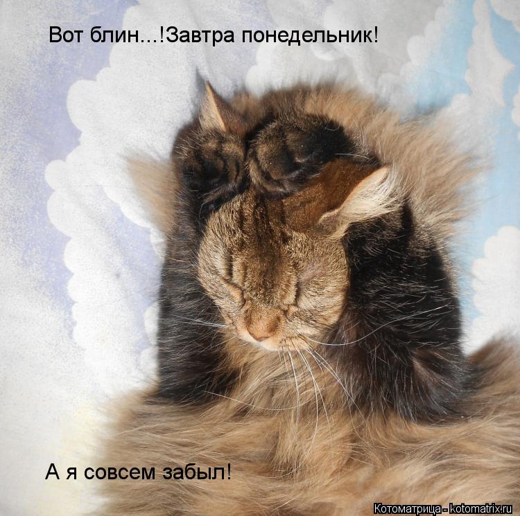 Вот блин...! Вот блин...! Вот блин...!Завтра понедельник! А я совсем забыл!... Котоматрица: Вот блин...! Вот блин...! Вот блин...!Завтра понедельник! А я совсем забыл!