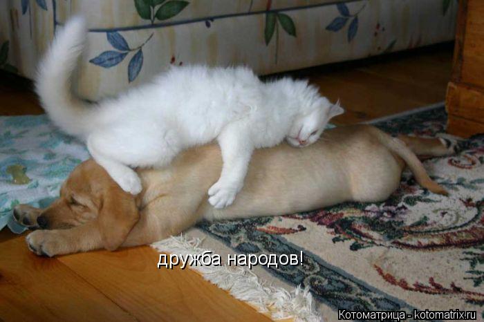Котоматрица: дружба народов!