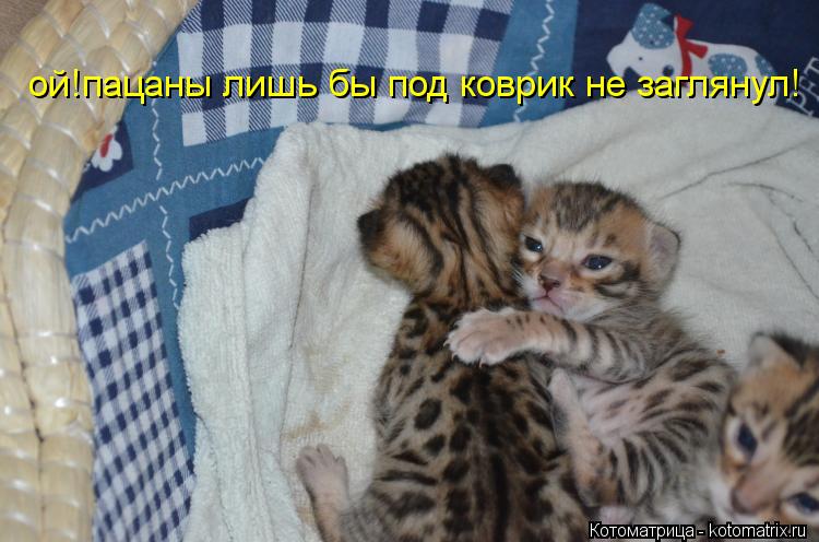 Котоматрица: ой!пацаны лишь бы под коврик не заглянул!