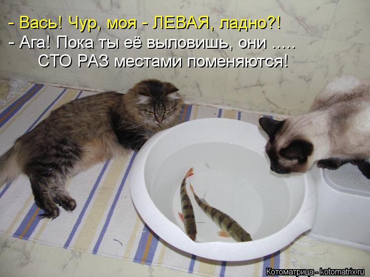 - Вась! Чур, моя - ЛЕВАЯ, ладно?! - Ага! Пока ты её выловишь, они ..... СТО РАЗ местами поменяются!... Котоматрица: - Вась! Чур, моя - ЛЕВАЯ, ладно?! - Ага! Пока ты её выловишь, они ..... СТО РАЗ местами поменяются!
