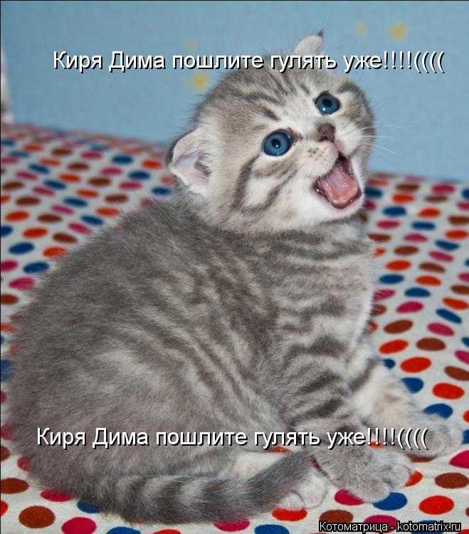 Киря Дима пошлите гулять уже!!!!(((( Киря Дима пошлите гулять уже!!!!((((... Котоматрица: Киря Дима пошлите гулять уже!!!!(((( Киря Дима пошлите гулять уже!!!!((((