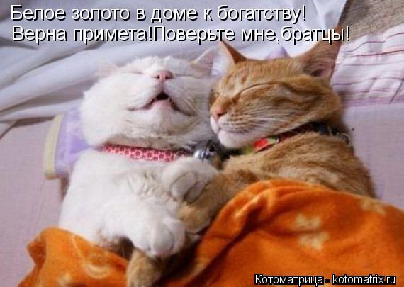 Котоматрица: Белое золото в доме к богатству! Верна примета!Поверьте мне,братцы!