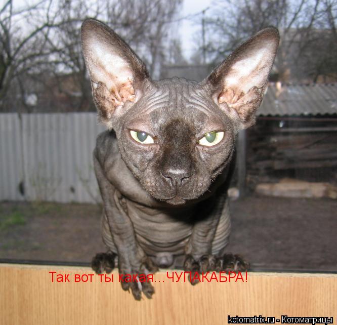Котоматрица: Так вот ты какая...ЧУПАКАБРА!