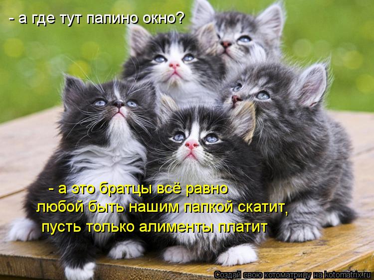 Котоматрица: пусть только алименты платит - а это братцы всё равно любой быть нашим папкой скатит - а где тут папино окно? ,